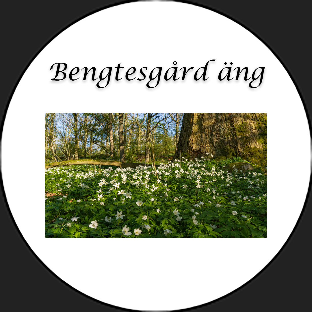 Bengtegårds äng