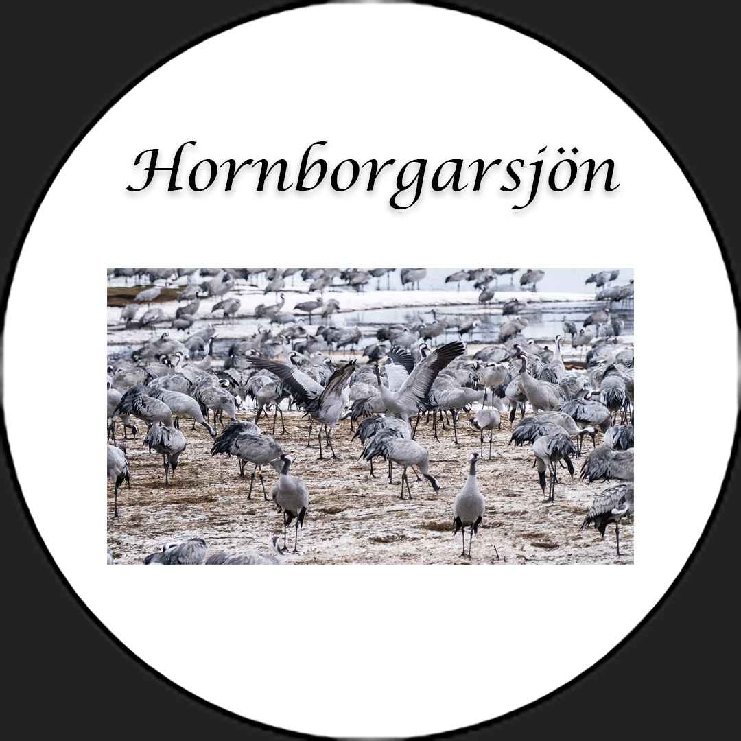 Hornborgarsjön